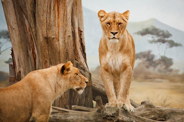Witness the Wildebeest Migration: 4-Day Maasai Mara Safari 2025 photo 3