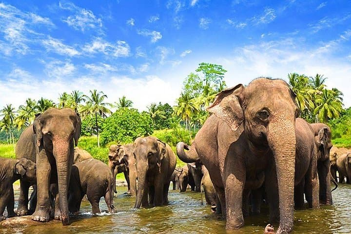 Minneriya National Park and Sigiriya Day Excursion — Elephant Safaris & Sigiriya Rock Climb
