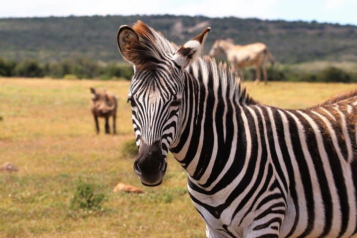 Witness the Wildebeest Migration: 4-Day Maasai Mara Safari 2025 photo 5