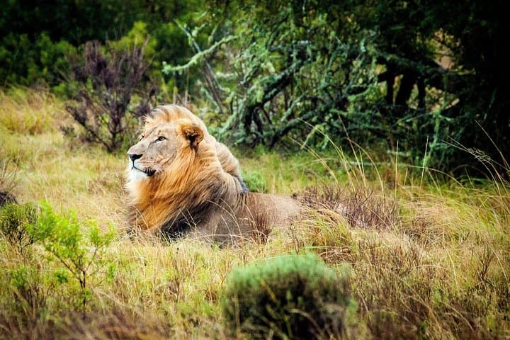 Witness the Wildebeest Migration: 4-Day Maasai Mara Safari 2025 photo 6