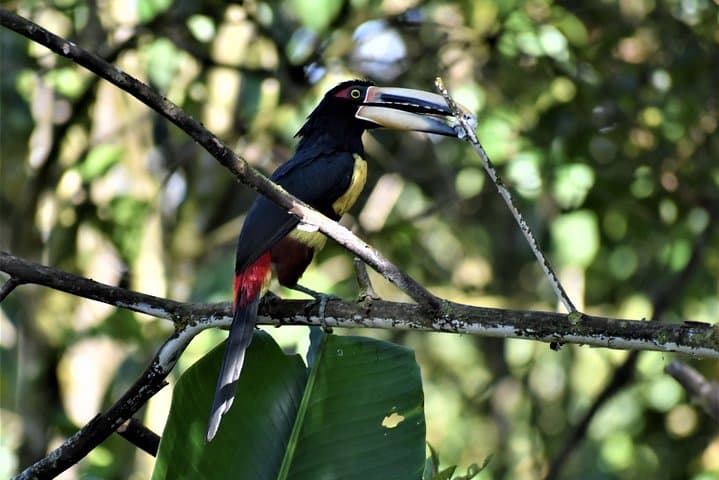 Mindo Cloud Forest Private Tour — Chocolate, Coffee & Birdwatching from Quito photo 6