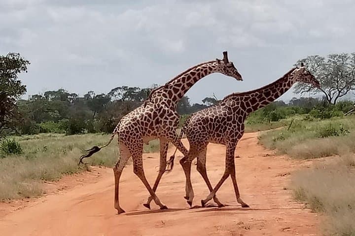 2-Day Tsavo East Safari: Big Five Game Drives & Maasai Village Visit photo 2