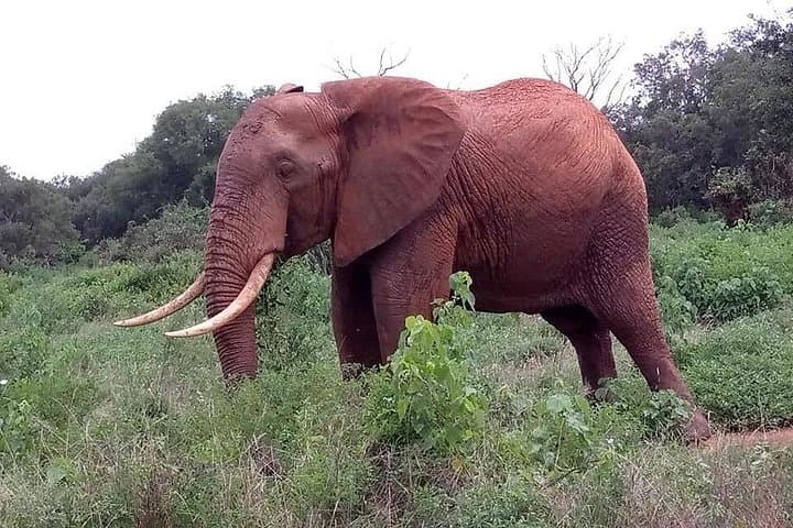 2-Day Tsavo East Safari: Big Five Game Drives & Maasai Village Visit photo 4