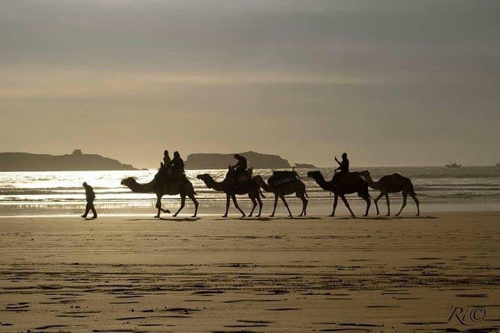 Essaouira Day Trip from Marrakech: Atlantic Winds, Medina Walls, and Argan Coast Escape photo 4