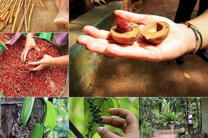 Kandy Transfer via Dambulla Cave Temple & Ayurvedic Herbal Garden photo 4