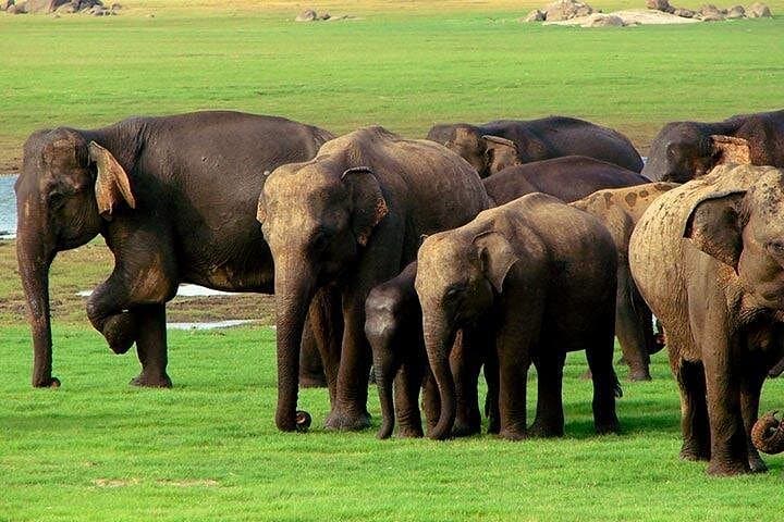 Yala National Park Jeep Safari — Private Half-Day Wildlife Safari in Sri Lanka photo 1