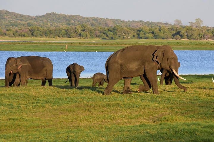Yala National Park Jeep Safari — Private Half-Day Wildlife Safari in Sri Lanka photo 2