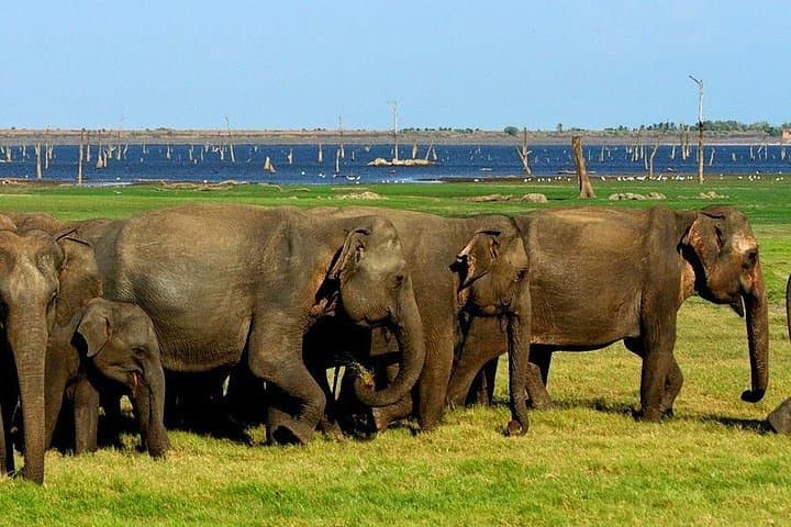 Yala National Park Jeep Safari — Private Half-Day Wildlife Safari in Sri Lanka photo 3