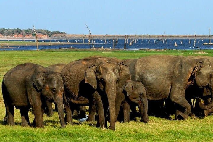 Yala National Park Jeep Safari — Private Half-Day Wildlife Safari in Sri Lanka photo 4