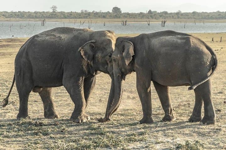 Pidurangala Rock & Minneriya Safari: Private Day Trip from Colombo photo 2