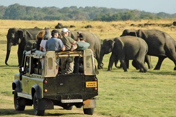 Pidurangala Rock & Minneriya Safari: Private Day Trip from Colombo photo 6