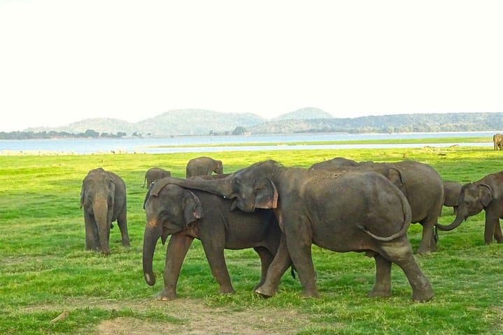 Pidurangala Rock & Minneriya Safari: Private Day Trip from Colombo photo 4