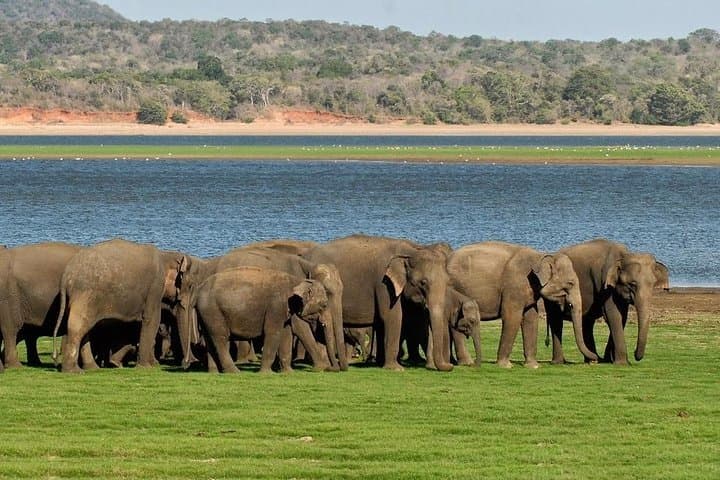 Pidurangala Rock & Minneriya Safari: Private Day Trip from Colombo photo 5