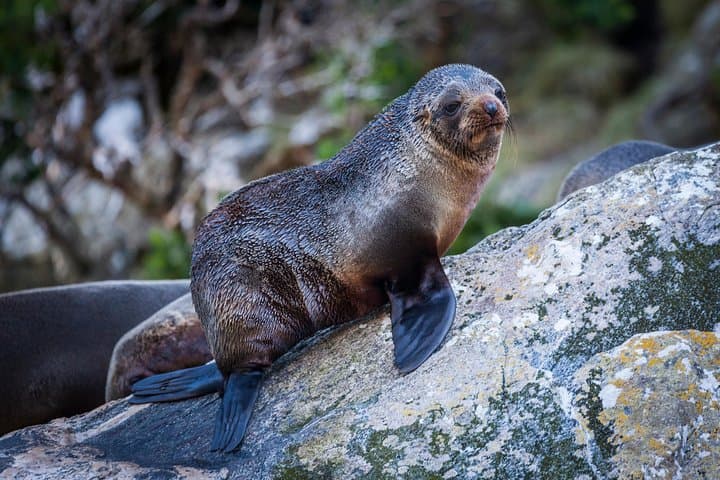 Milford Sound 2-Hour Scenic Cruise: Bowen Falls, Mitre Peak & Coastal Wildlife photo 6