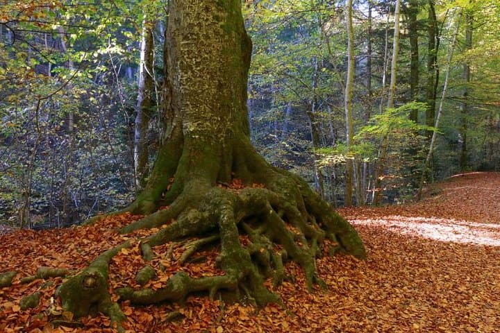 St. James Way to Andechs: Hike, Bavarian Brewery & Ammersee Views photo 5