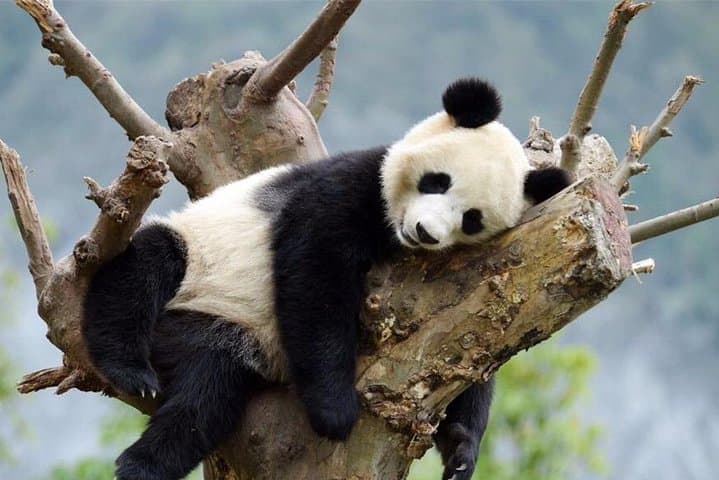 Chengdu & Leshan in 48 Hours: Pandas, Temples and the Giant Buddha by Air