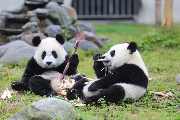 Chengdu & Leshan in 48 Hours: Pandas, Temples and the Giant Buddha by Air photo 2