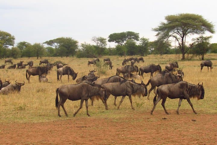 4-Day Masai Mara Big Five Safari — Full-Day Game Drives & Camp Stay photo 3