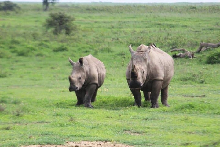 4-Day Masai Mara Big Five Safari — Full-Day Game Drives & Camp Stay photo 4