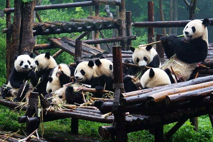 Bullet Train Day Trip: Leshan Giant Buddha & Chengdu Pandas from Chongqing