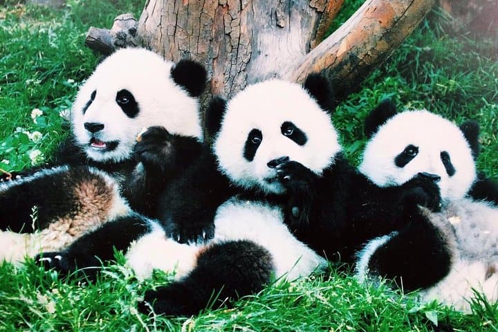 Chengdu One-Day from Xiamen: Leshan Giant Buddha & Chengdu Panda Base photo 4