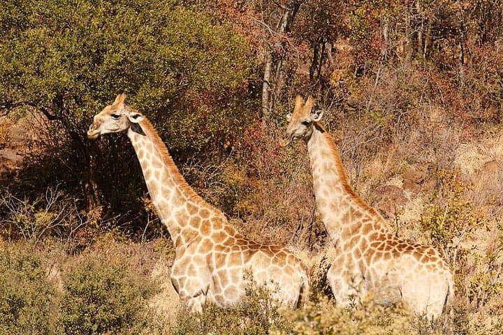 Pilanesberg National Park 2-Day Safari from Johannesburg: Big Five Game Drives and Overnight Chalet photo 1