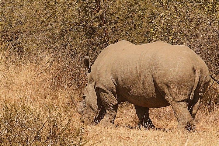 Pilanesberg National Park 2-Day Safari from Johannesburg: Big Five Game Drives and Overnight Chalet photo 2