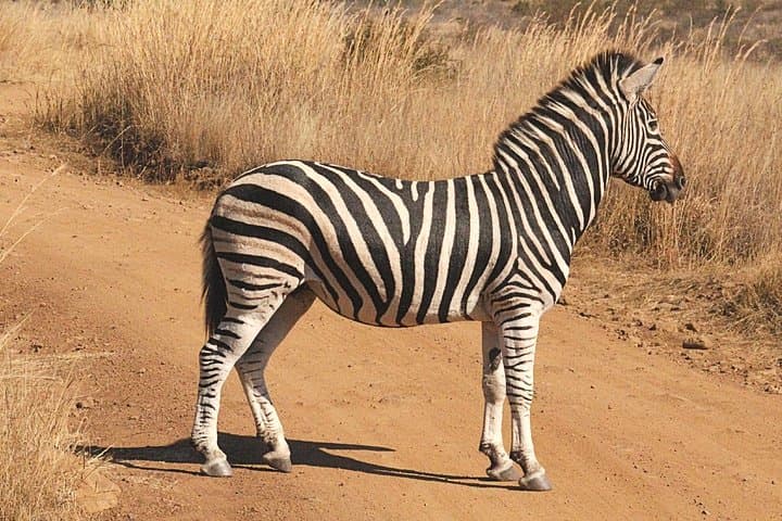 Pilanesberg National Park 2-Day Safari from Johannesburg: Big Five Game Drives and Overnight Chalet photo 3