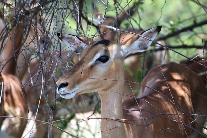 Pilanesberg National Park 2-Day Safari from Johannesburg: Big Five Game Drives and Overnight Chalet photo 4