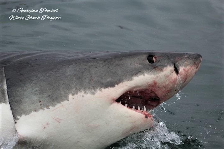 Half-Day White Shark Cage Diving from Gansbaai — What to Expect