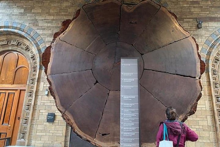 Family-Friendly Dinosaur Adventure at London Natural History Museum photo 2