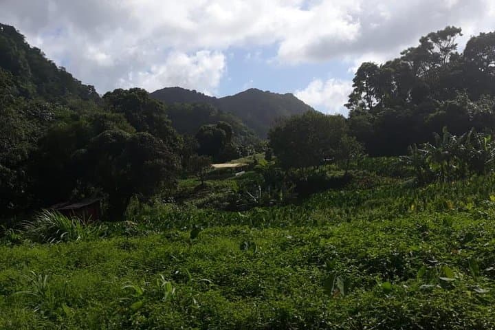 St. Lucia Rain Forest Jungle Tour — Parrots, Waterfall Swim & Atlantic Coast Views photo 4