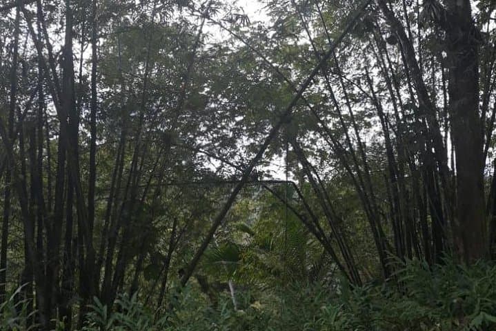 St. Lucia Rain Forest Jungle Tour — Parrots, Waterfall Swim & Atlantic Coast Views photo 5