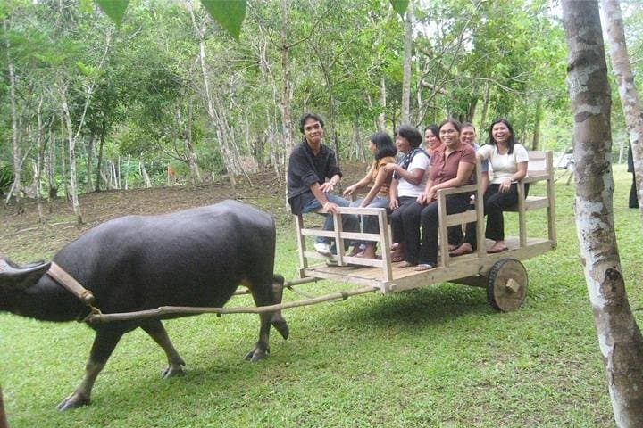 Half-Day Private Buffalo Cart Countryside Tour from Siem Reap photo 3