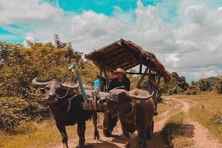 Half-Day Private Buffalo Cart Countryside Tour from Siem Reap photo 6