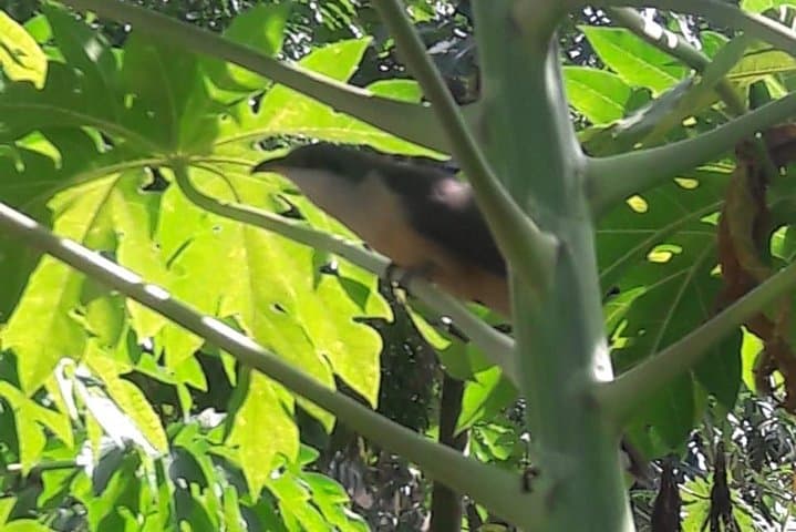 St. Lucia Rain Forest Jungle Tour — Parrots, Waterfall Swim & Atlantic Coast Views