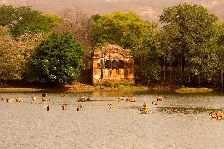 Jeep Safari at Ranthambore National Park — Tiger Safaris from Jaipur photo 3
