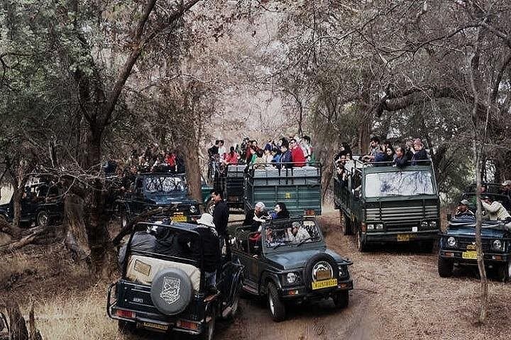 Jeep Safari at Ranthambore National Park — Tiger Safaris from Jaipur photo 4