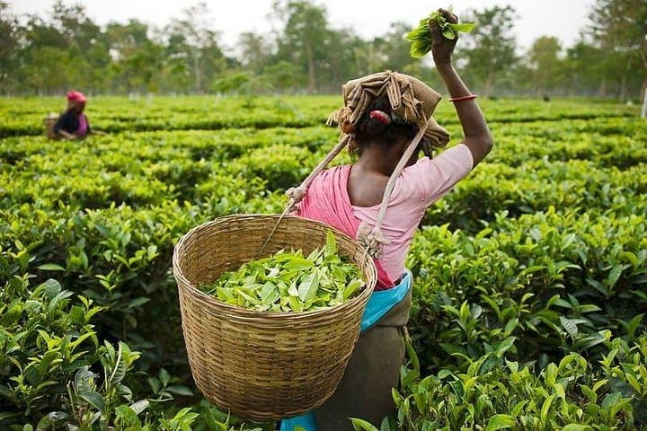 Munnar Tea-Trail Tour: Walk the Working Tea Gardens and Lockhart Museum photo 2