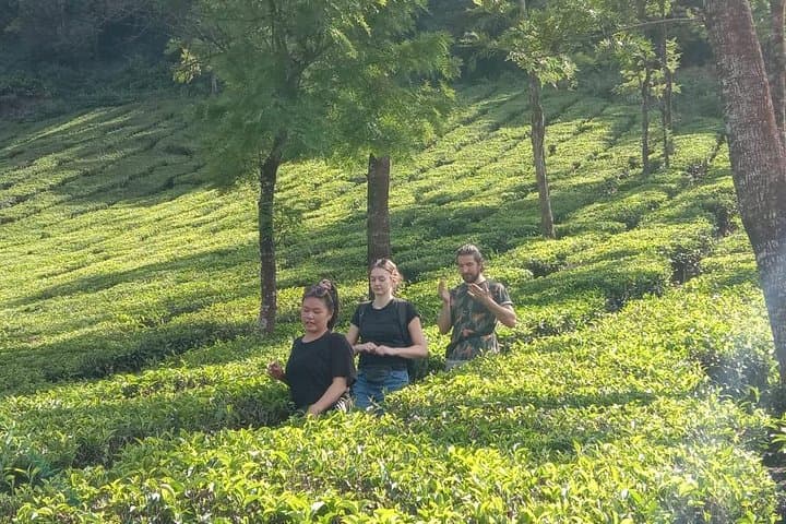 Munnar Tea-Trail Tour: Walk the Working Tea Gardens and Lockhart Museum photo 3