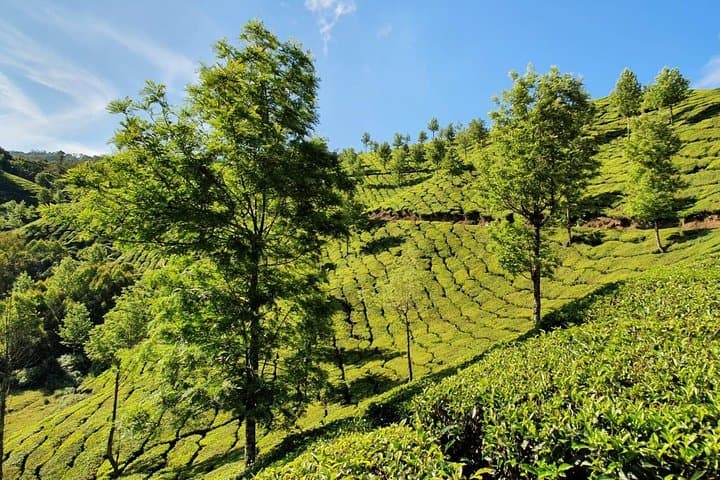 Munnar Tea-Trail Tour: Walk the Working Tea Gardens and Lockhart Museum photo 6