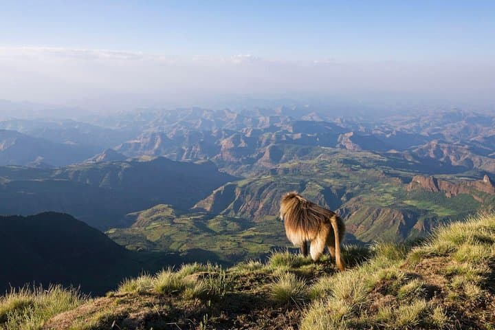 Four-Day Simien Mountains Trek: Ras Dejen, Gelada Baboons & Walia Ibex photo 4