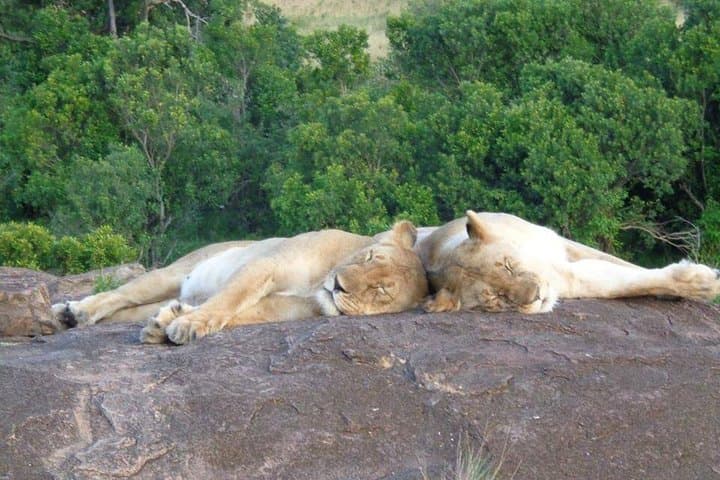 7-Day Kenya Safari Guide: Masai Mara, Lake Nakuru, Naivasha & Amboseli