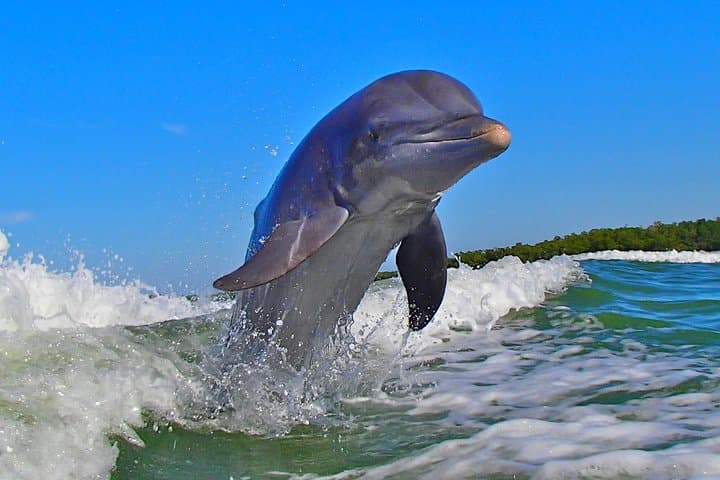 Jet-Ski Dolphin Tour in the Ten Thousand Islands — 2-Hour Wildlife Ride from Marco Island photo 6