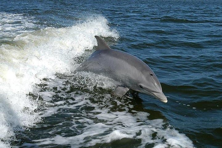 Mega Bite Dolphin Tour: High-Energy Clearwater Beach Dolphin Cruise photo 3