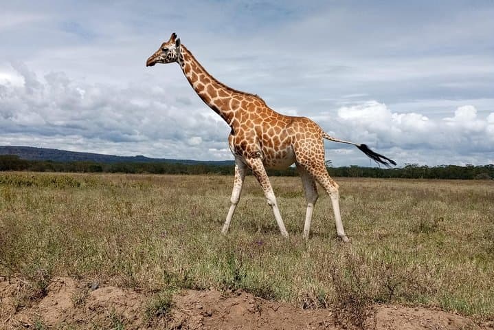 Amboseli Day Safari from Nairobi: Elephants, Kilimanjaro Views & Maasai Culture photo 2