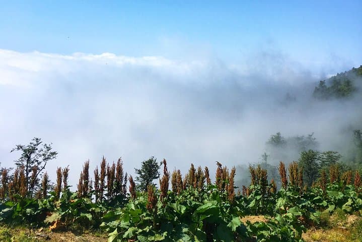 Guria & Gomismta: A 2-Day Private Tea-Route and Mountain Escape photo 4