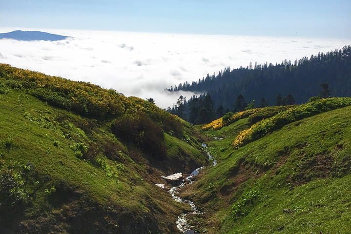 Guria & Gomismta: A 2-Day Private Tea-Route and Mountain Escape photo 3