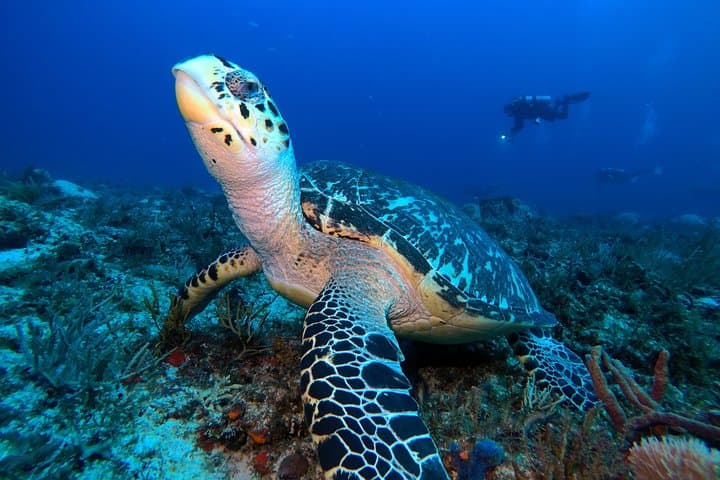 PADI Advanced Open Water Diver Course in Playa del Carmen — 5 Dives & Cenote Options photo 2