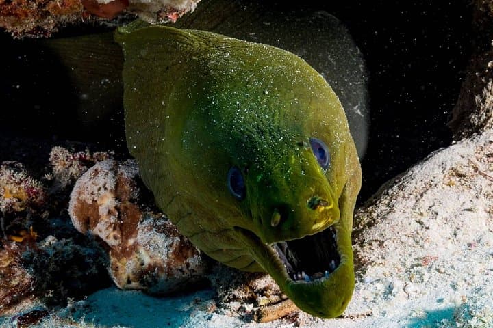 Sea and Cenotes Dive Package: 4-Day Reef and Cenote Diving from Playa del Carmen photo 3